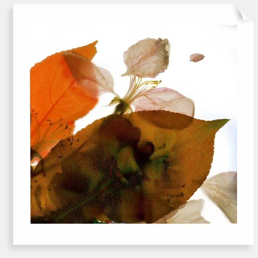 Crabapple Rose I, 2014 by Julia McLemore