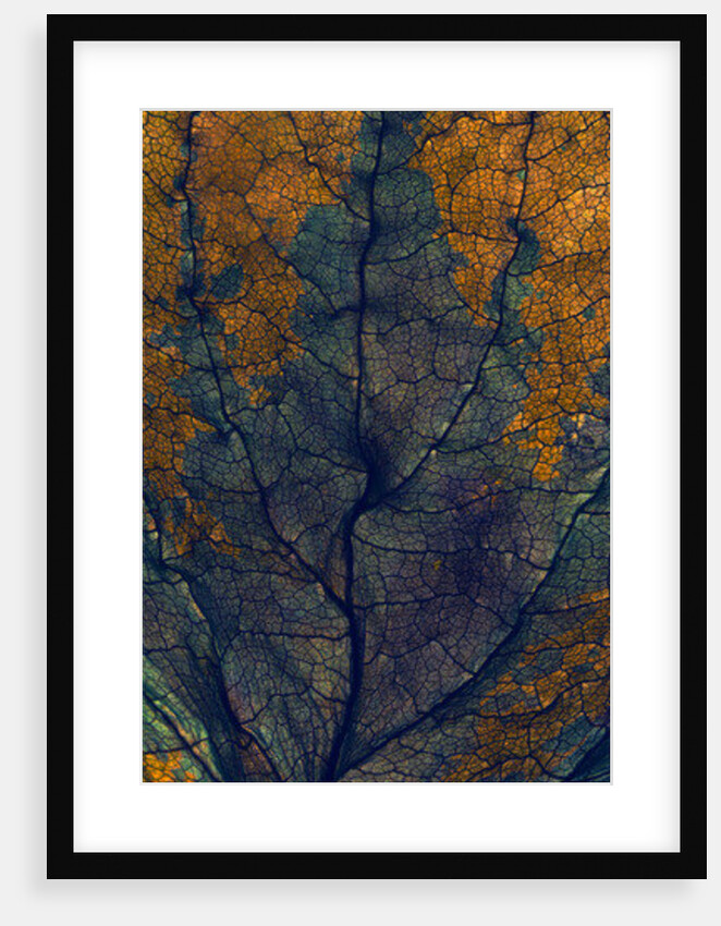 Coleus Window, 2008 by Julia McLemore