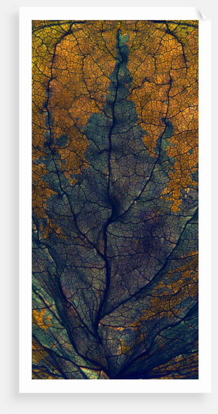 Coleus Window, 2008 by Julia McLemore