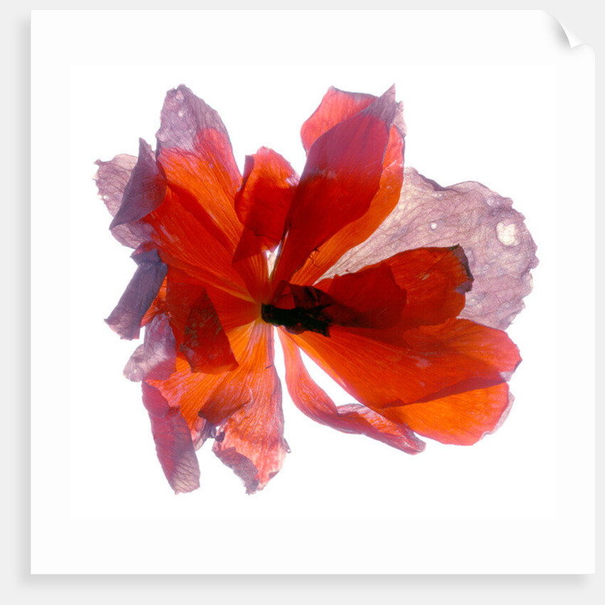 Begonia Round, 2011 by Julia McLemore