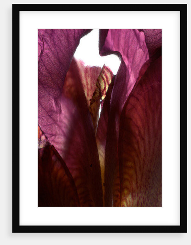 Iris Shrine Purple, 2011 by Julia McLemore