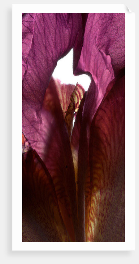 Iris Shrine Purple, 2011 by Julia McLemore