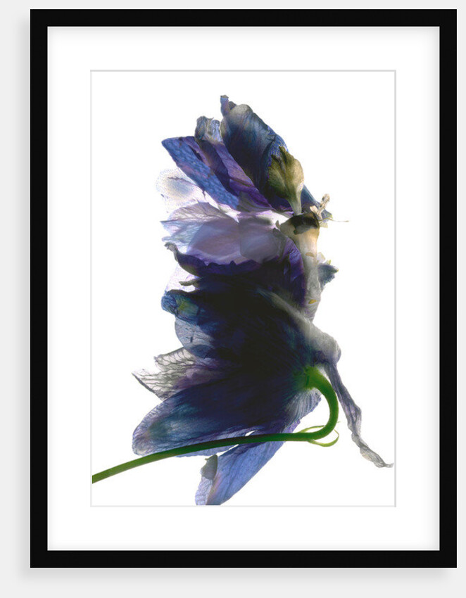 Delphinium Dance, 2009 by Julia McLemore