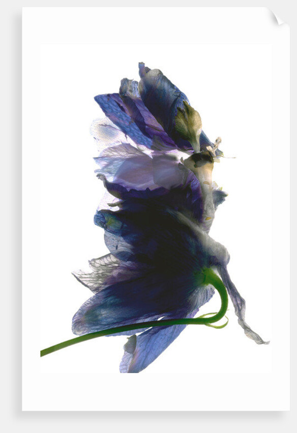 Delphinium Dance, 2009 by Julia McLemore
