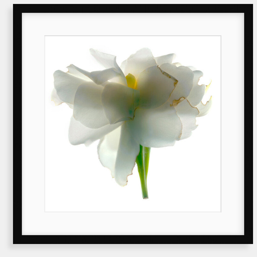 Gardenia Float, 2011 by Julia McLemore