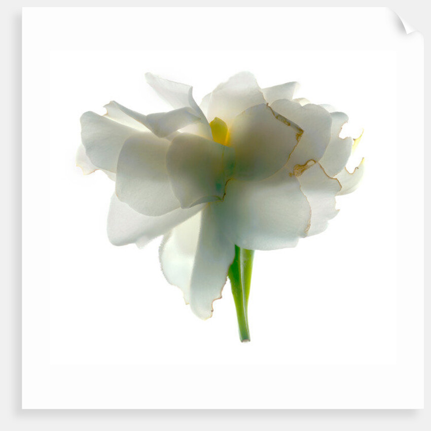 Gardenia Float, 2011 by Julia McLemore