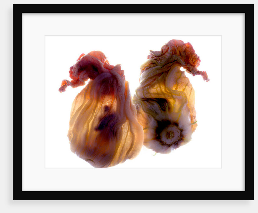 Zucchini Blossom Duo, 2009 by Julia McLemore