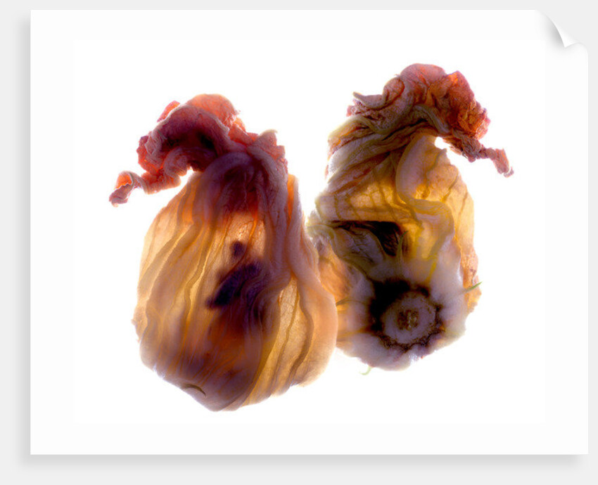 Zucchini Blossom Duo, 2009 by Julia McLemore