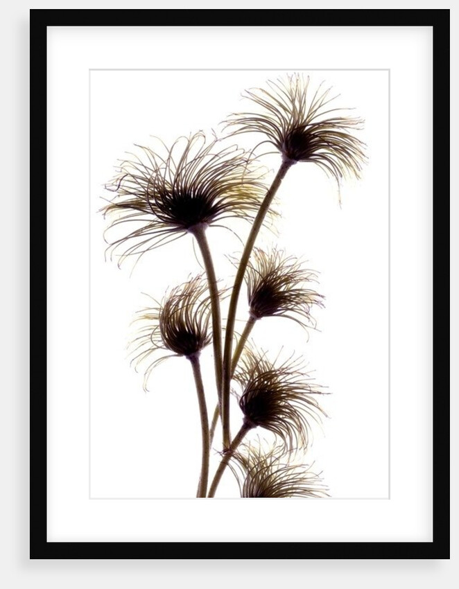 Clematis Buds, 2010 by Julia McLemore
