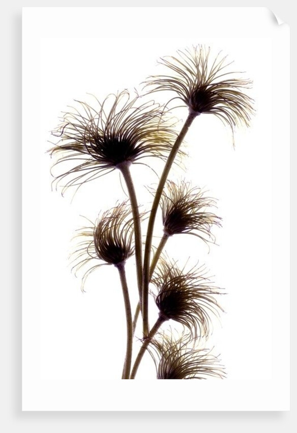 Clematis Buds, 2010 by Julia McLemore