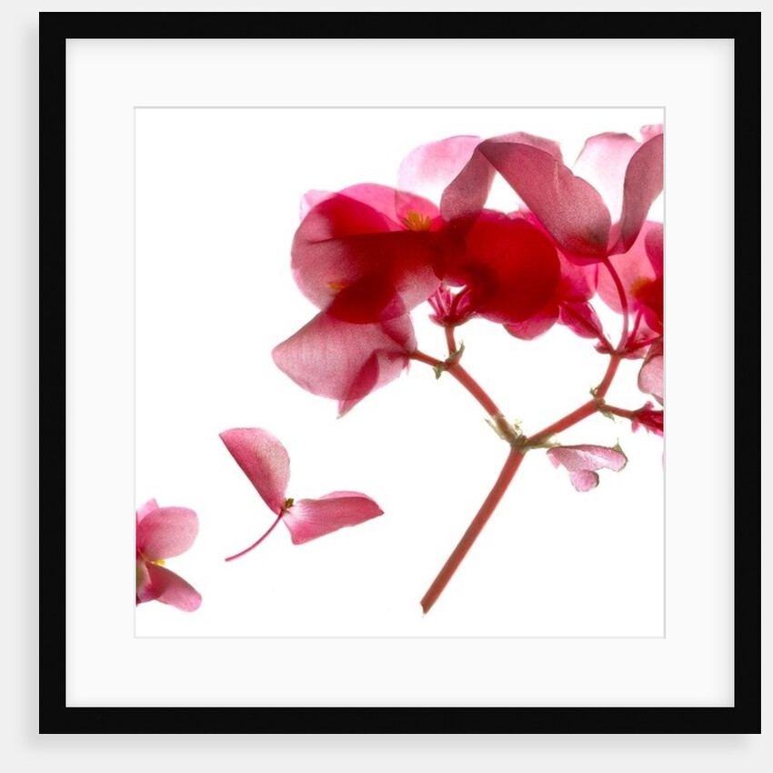 Begonia Pink VII, 2014 by Julia McLemore