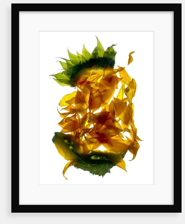 Chiquita Sunflower, 2013 by Julia McLemore