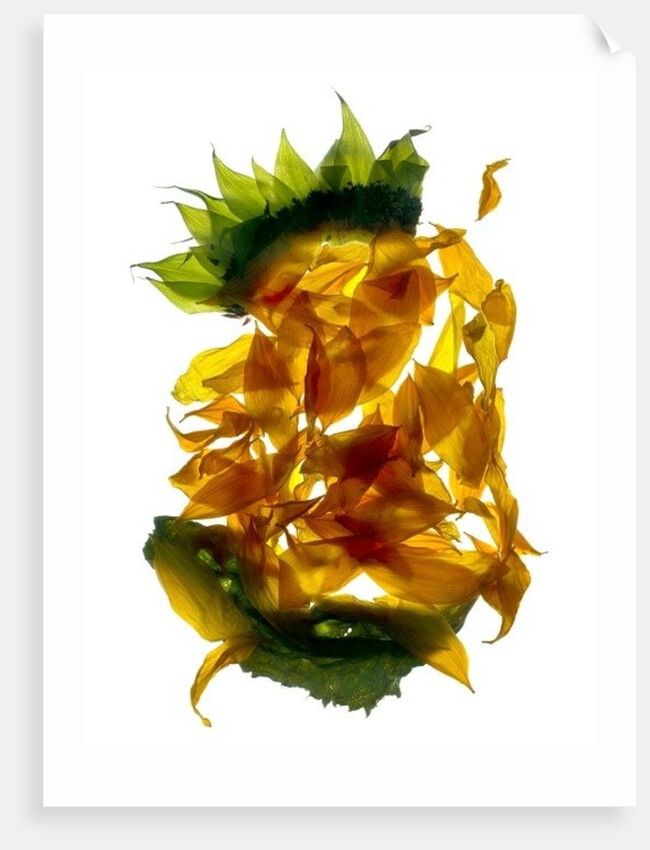 Chiquita Sunflower, 2013 by Julia McLemore