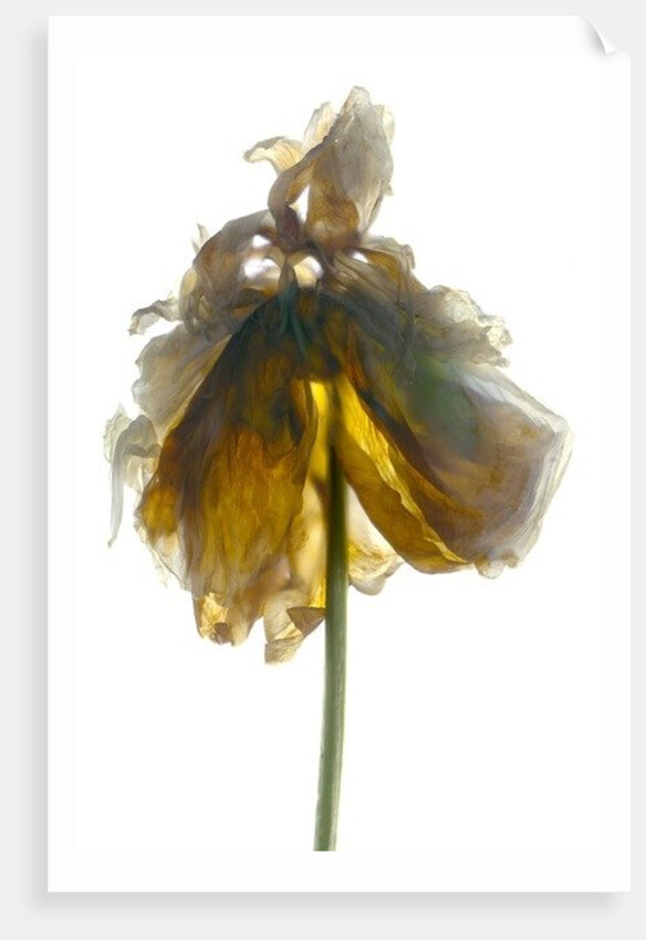 Peony Stand White, 2012 by Julia McLemore