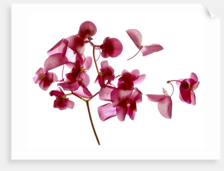 Pink Begonia I, 2014 by Julia McLemore