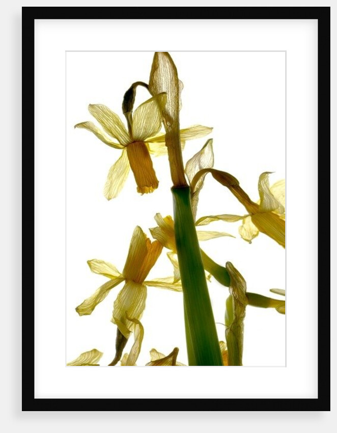 Daffodil Stand, 2012 by Julia McLemore