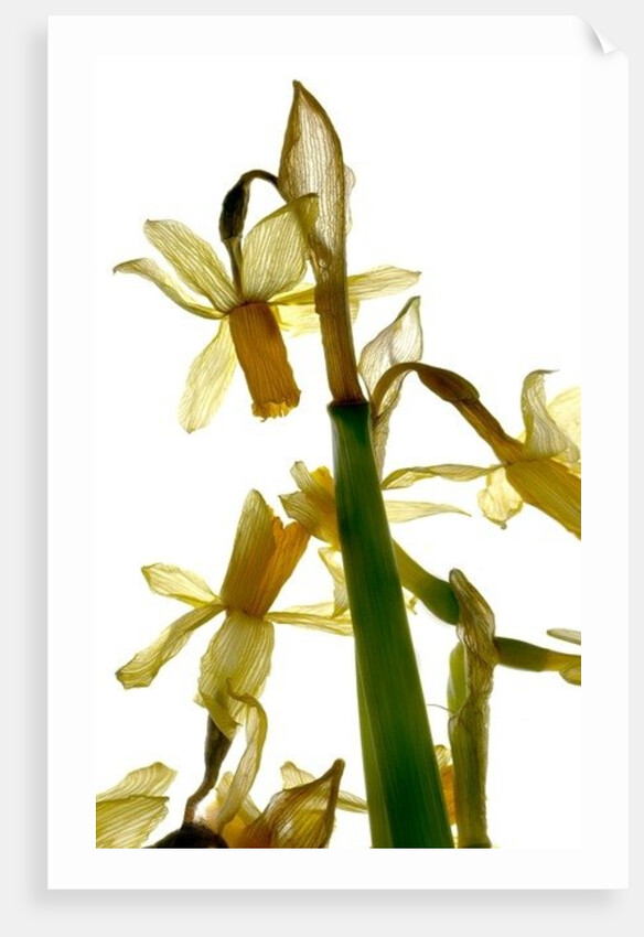 Daffodil Stand, 2012 by Julia McLemore