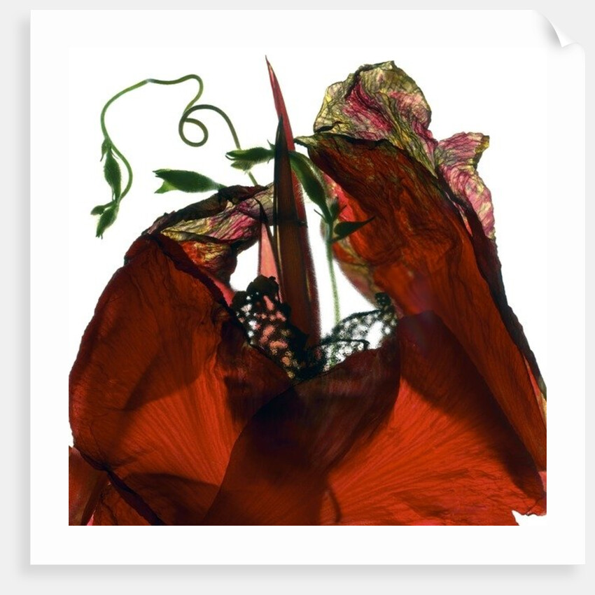 Morning Glory Canna Red, 2009 by Julia McLemore