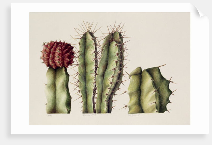 Cacti, 1999 by Annabel Barrett