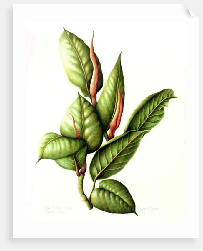 Rubber Plant, 1999 by Annabel Barrett