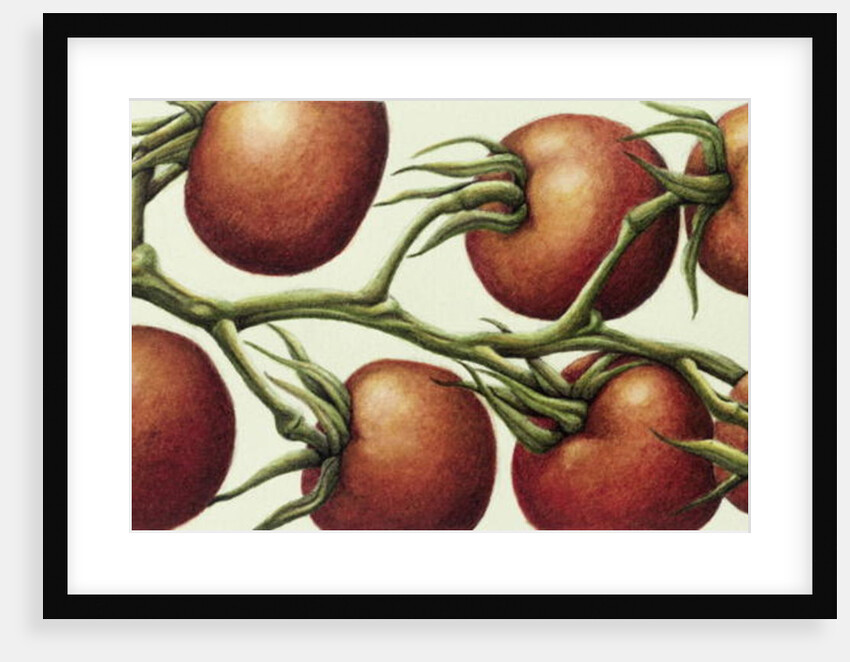 Tomato Vine, 1999 by Annabel Barrett