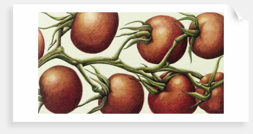 Tomato Vine, 1999 by Annabel Barrett