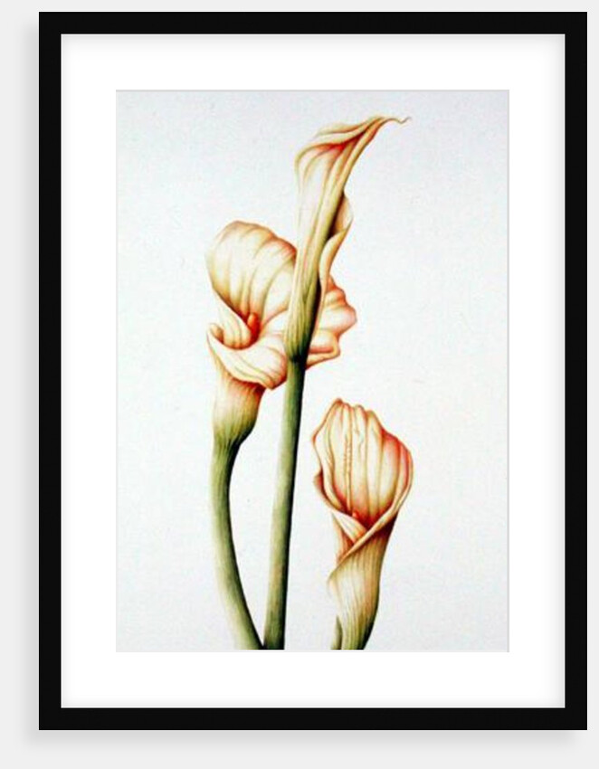 Arum Lily, 2001 by Annabel Barrett