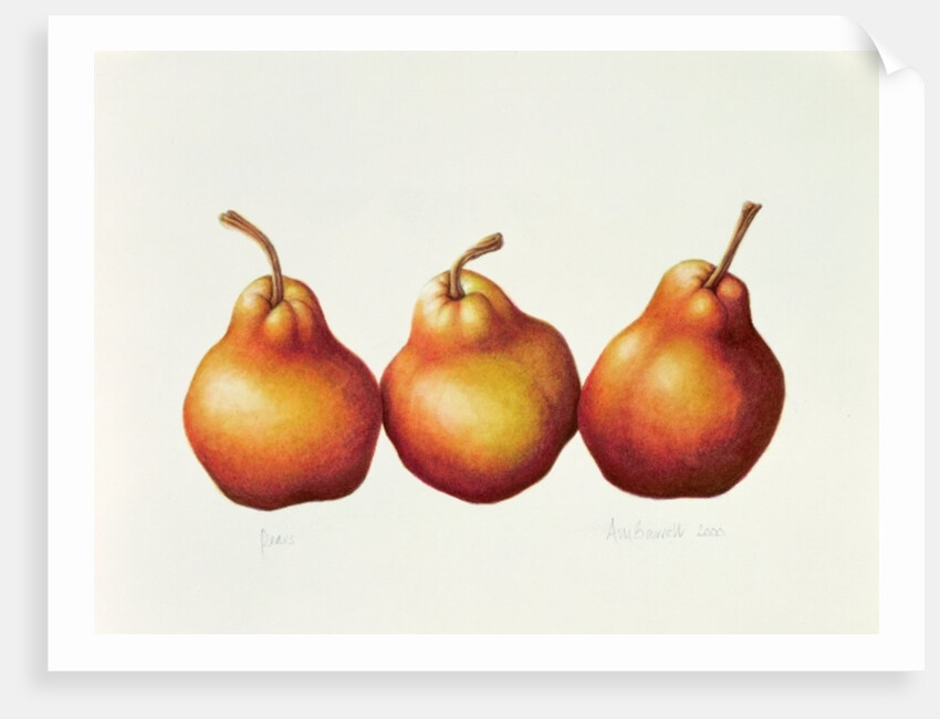 Pears, 2000 by Annabel Barrett
