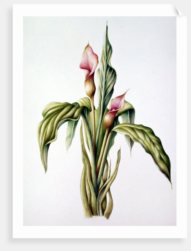 Carla Lily, 2000 by Annabel Barrett