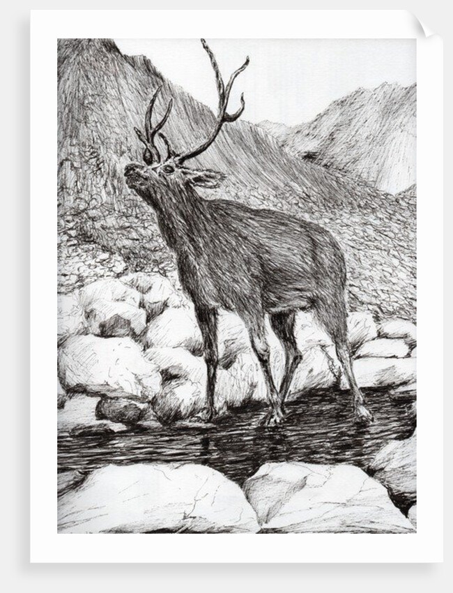 Stag, 2011 by Vincent Alexander Booth