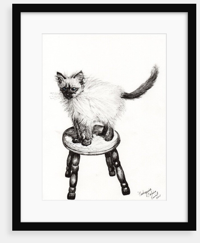 Pudsquiz Belina, 2015 by Vincent Alexander Booth