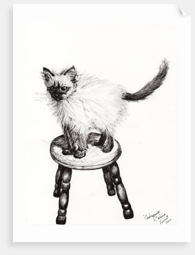 Pudsquiz Belina, 2015 by Vincent Alexander Booth