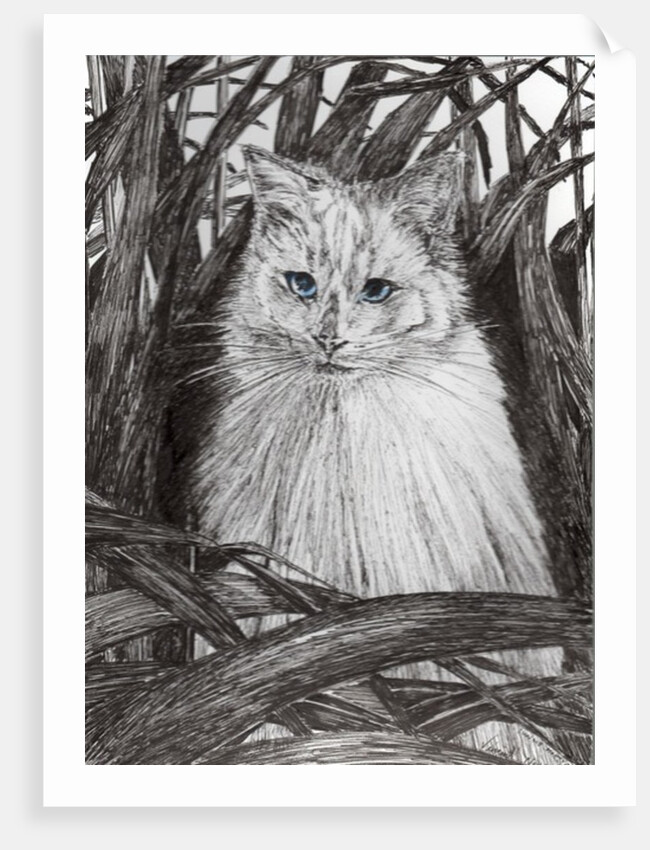 Jungle Monty, 2015 by Vincent Alexander Booth