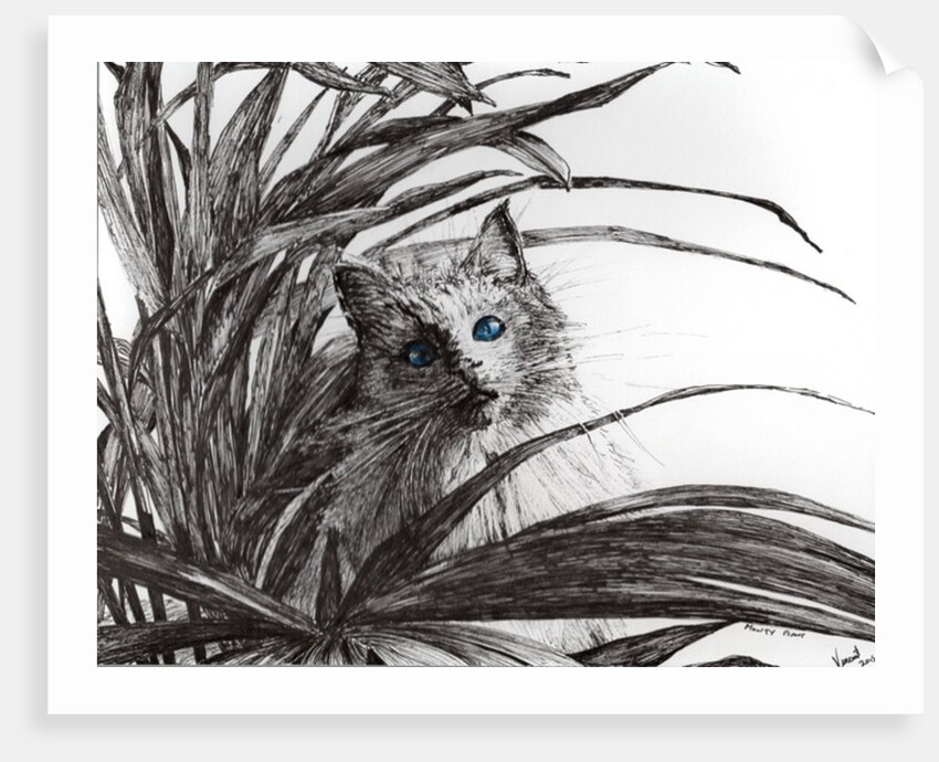 Monty plant, 2015 by Vincent Alexander Booth