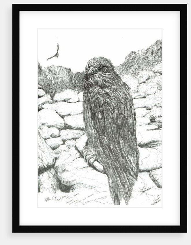 Eagles of the Highlands, 2011 by Vincent Alexander Booth