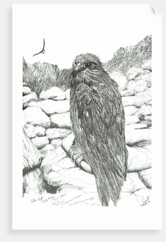 Eagles of the Highlands, 2011 by Vincent Alexander Booth