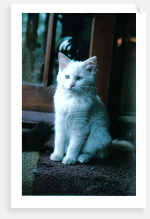 Ice kitten, 2006 by Vincent Alexander Booth