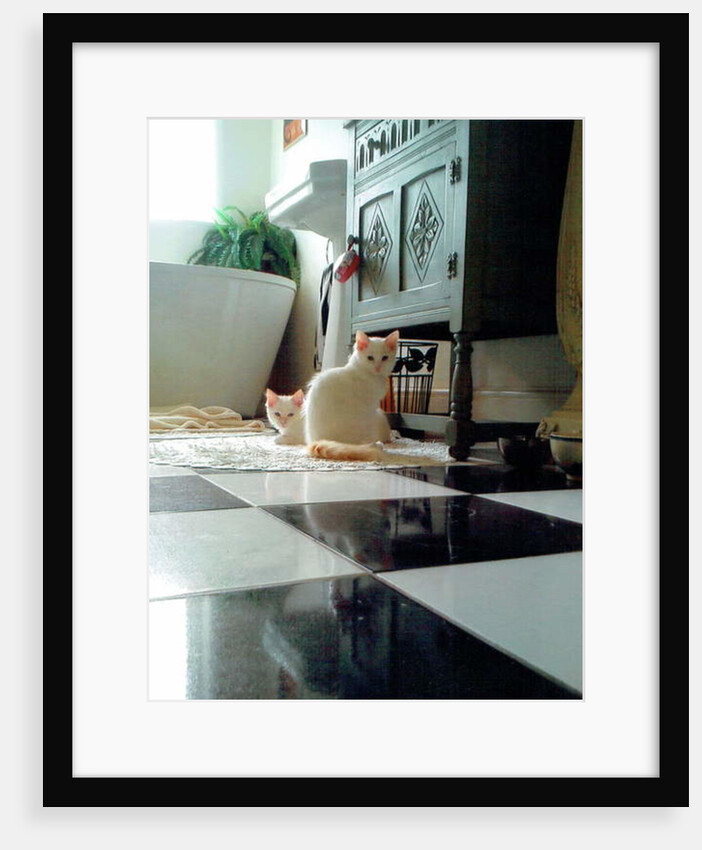 Puddy cats, 2017 by Vincent Alexander Booth