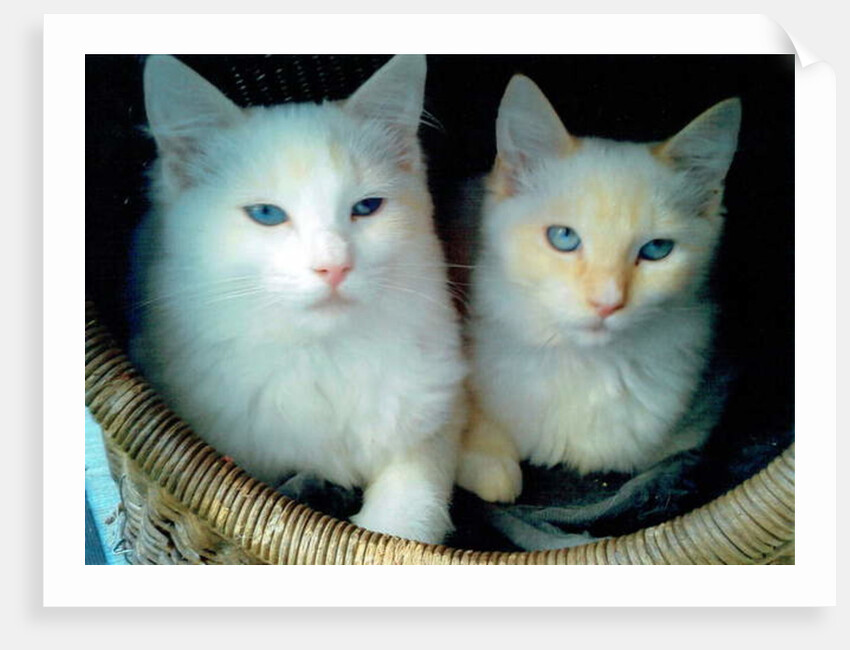 Who did it ?, 2017 by Vincent Alexander Booth