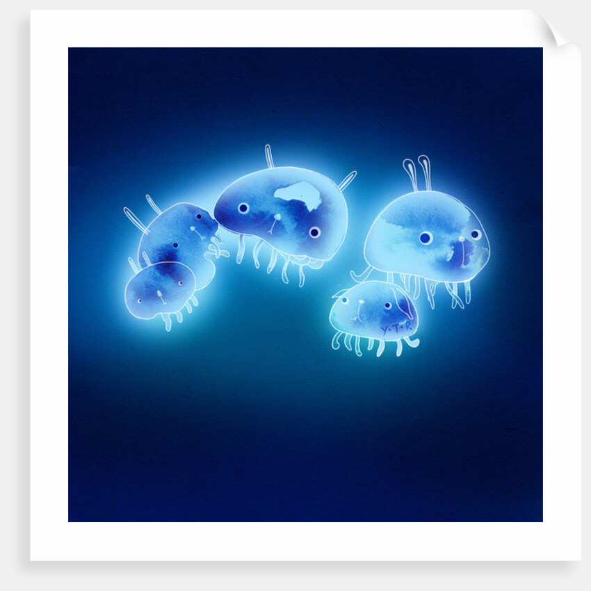 Jelly fish, 2013 by Yoyo Zhao