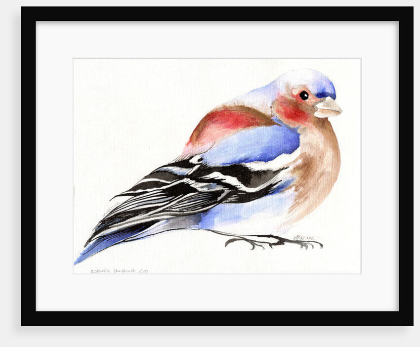 Colourful Chaffinch, 2011 by Nancy Moniz Charalambous