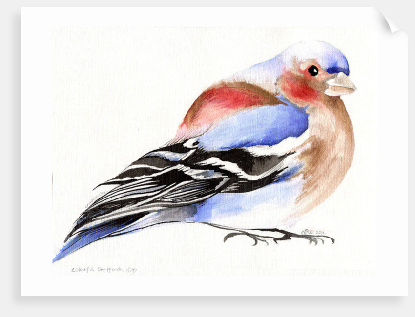 Colourful Chaffinch, 2011 by Nancy Moniz Charalambous