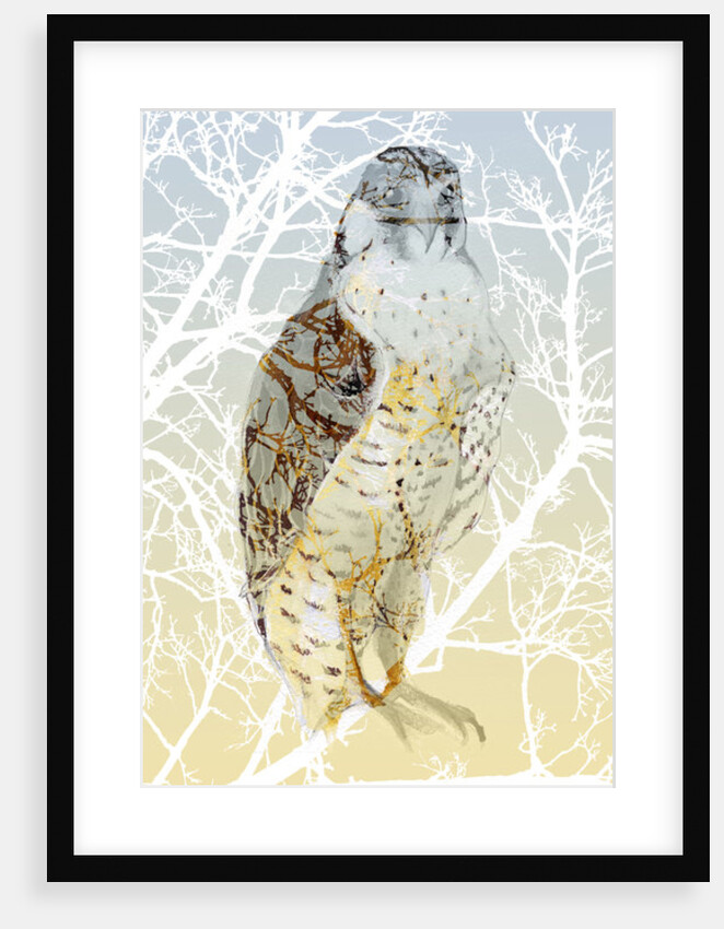 Peregrine Falcon, 2015 by Nancy Moniz Charalambous