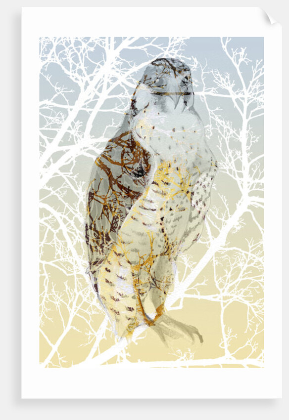 Peregrine Falcon, 2015 by Nancy Moniz Charalambous