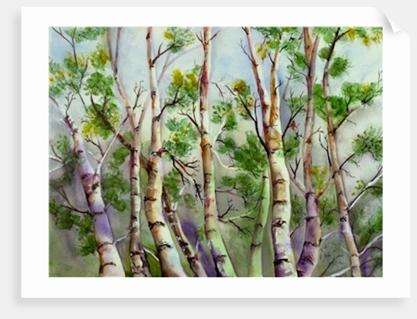 Spring Birches by Neela Pushparaj