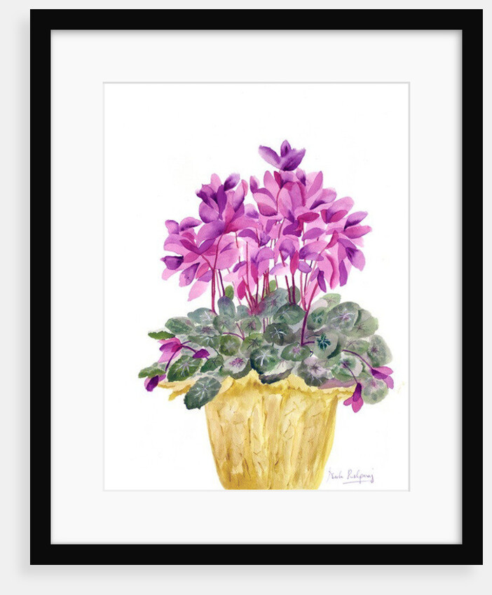 Cyclamen by Neela Pushparaj
