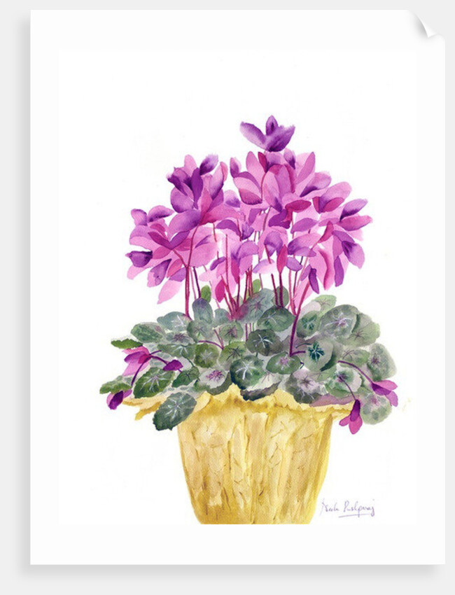 Cyclamen by Neela Pushparaj