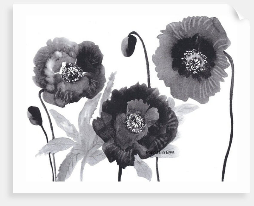 Poppies in Black and white by Neela Pushparaj