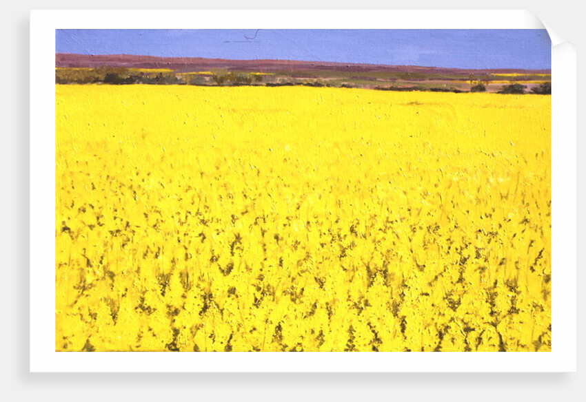 Rape Field, 2003 by Alan Byrne