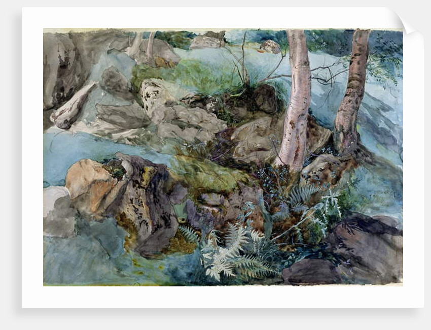 Study of rocks and ferns in a wood at Crossmount, Perthshire, 1843 by John Ruskin